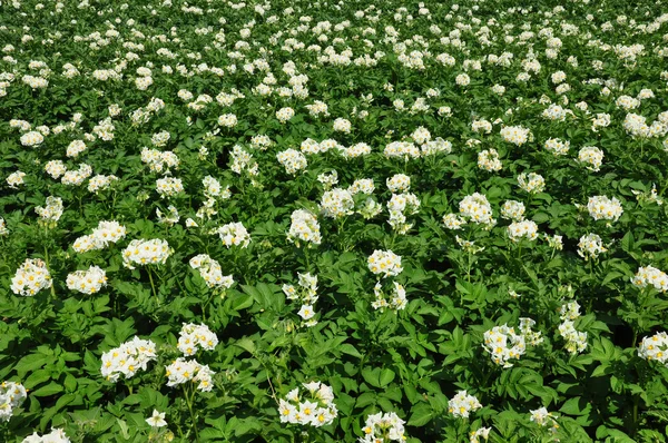 Patates Tarlası — Stok fotoğraf