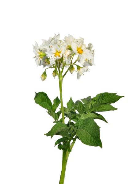 Potato flower — Zdjęcie stockowe