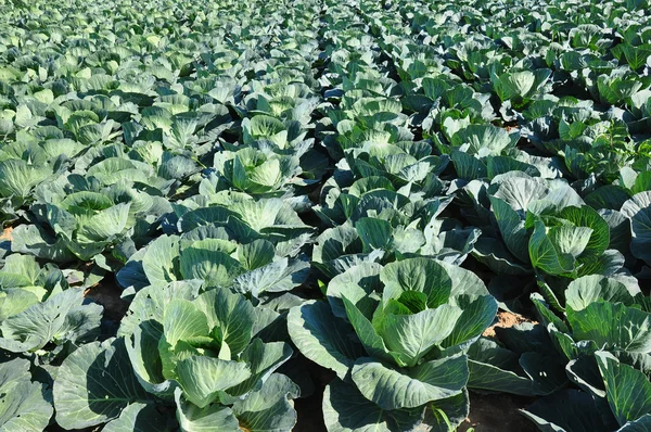 Cabbage field — Stock Photo, Image