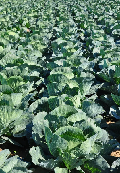 Cabbage field — Stock Photo, Image