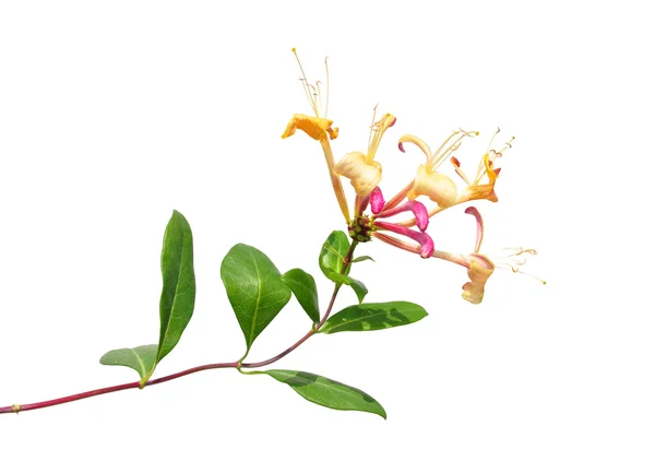 Madressilva (Lonicera periclymenum ) — Fotografia de Stock