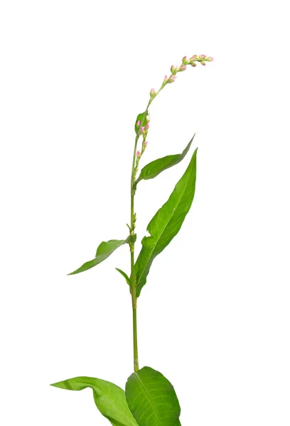 Вкусный перец (Persicaria dubia) ) — стоковое фото