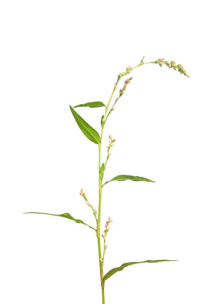 Pimenta-da-água sem gosto (Persicaria dubia ) — Fotografia de Stock