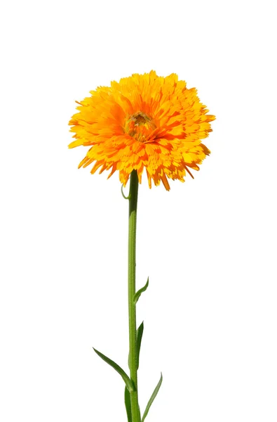 Calêndula (Calendula officinalis) ) — Fotografia de Stock