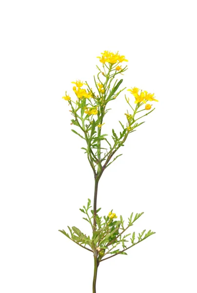 Crescione giallo strisciante (Rorippa sylvestris ) — Foto Stock
