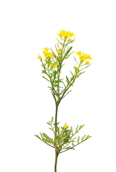 匍匐 yellowcress (蔊菜属樟子松) — 图库照片