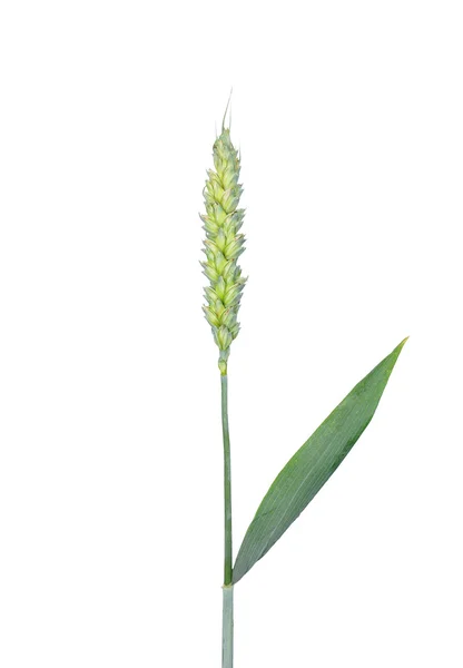 Pšenice (Triticum aestivum) — Stock fotografie