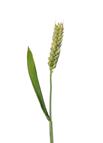 Wheat (Triticum aestivum) — Stock Photo, Image