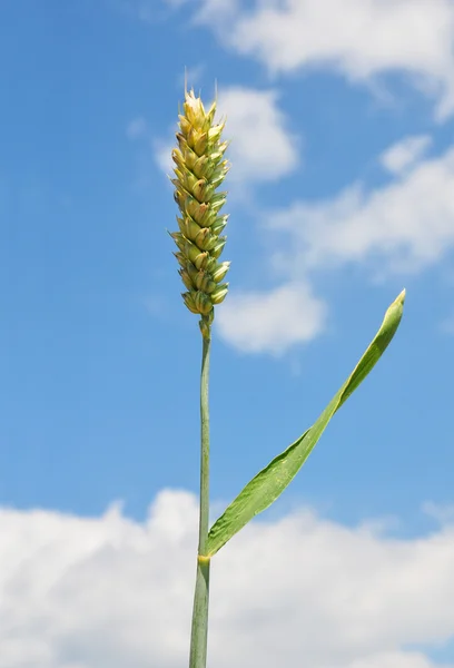 Tarwe (Triticum aestivum) — Stockfoto