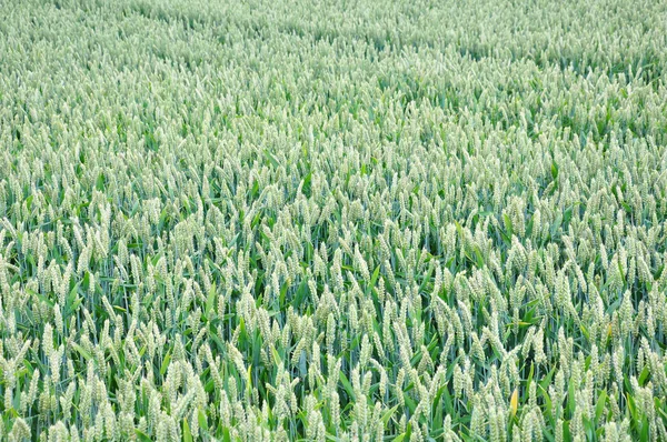 Wheat field (Triticum aestivum) — Stock Photo, Image