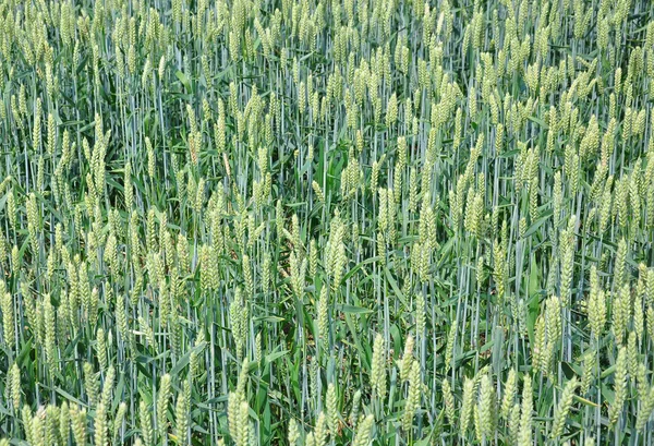 Pole pšenice (Triticum aestivum) — Stock fotografie
