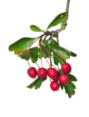 Midland alıç (Crataegus laevigata)
