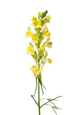 Ortak toadflax (Linaria vulgaris)