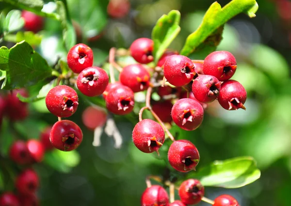 Biancospino del Midland (Crataegus laevigata ) — Foto Stock