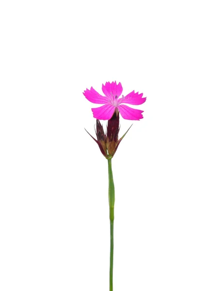 Kartaca Pembesi (Dianthus Carthusianorum) — Stok fotoğraf