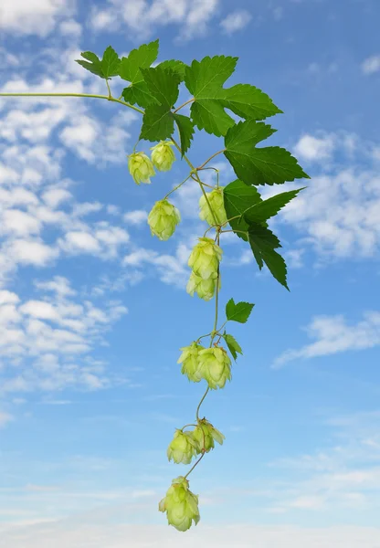 Hop (Humulus lupulus) — Stock Photo, Image
