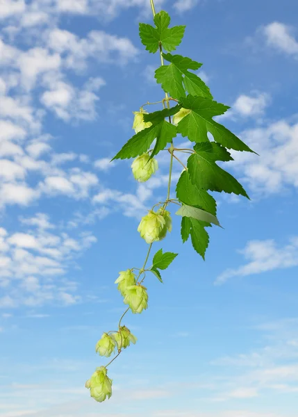 Hop (Humulus lupulus) — Stockfoto