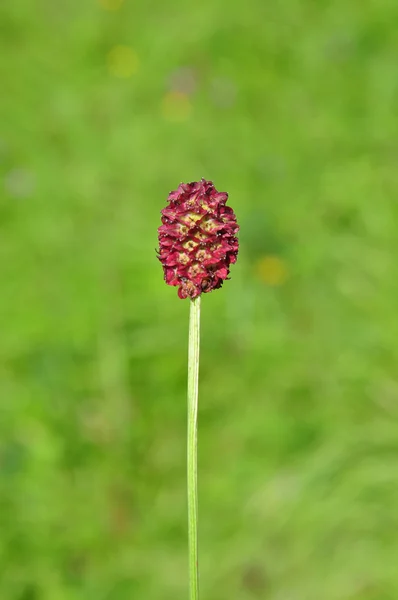 Great burnet (Sanguisorba officinalis) — Stock Photo, Image