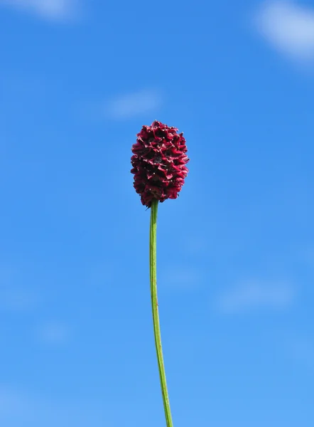 Grande burnet (Sanguisorba officinalis ) — Fotografia de Stock