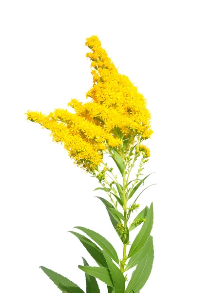 Obří goldenrod (rybím okem) — Stock fotografie