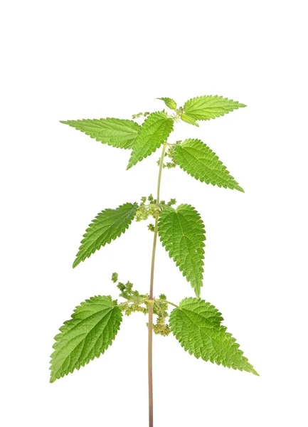 Stinging nettle (Urtica dioica) — Stock Photo, Image