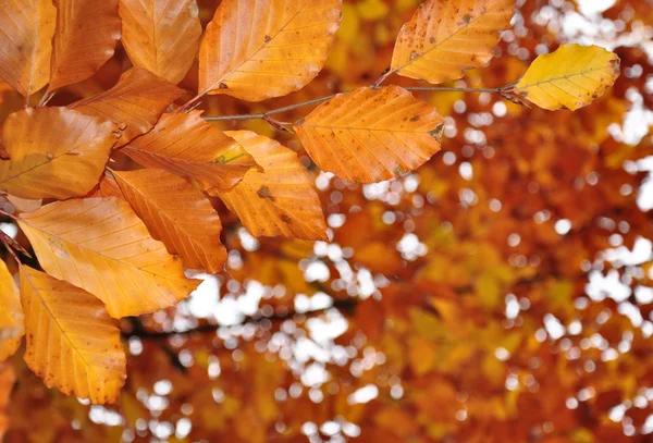 Herfst bladeren — Stockfoto