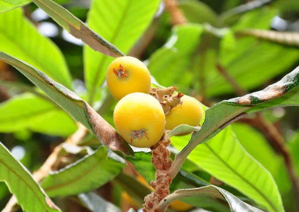 Níspero (Eriobotrya japonica) — Foto de Stock