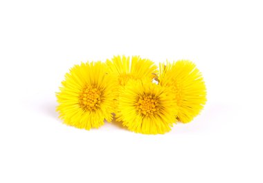 coltsfoot çiçek