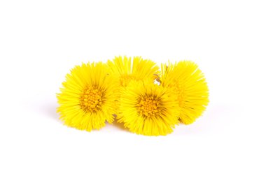 Flowers of coltsfoot clipart