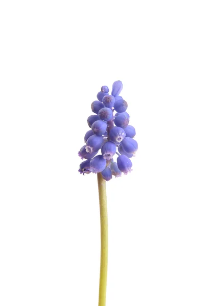 Grape hyacinth (Muscari botryoides) — Stock Photo, Image