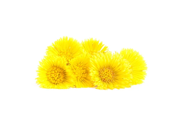 Flores de coltsfoot — Fotografia de Stock