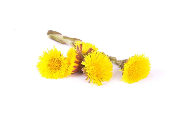フキタンポポの花 — ストック写真