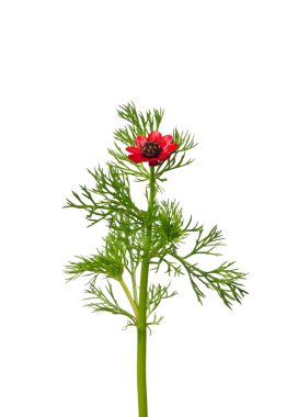 Sülün'ın göz (Adonis flammea)