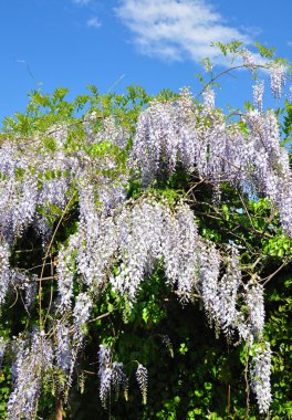 Çin wisteria (Wisteria sinensis)