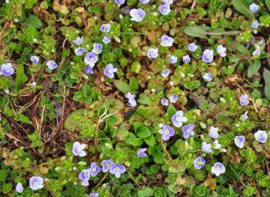 İnce speedwell (Veronica filiformis)