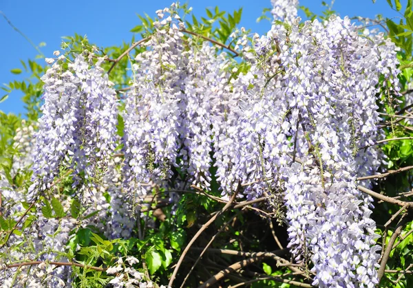 Chinese blauweregen (Wisteria sinensis) — Stockfoto