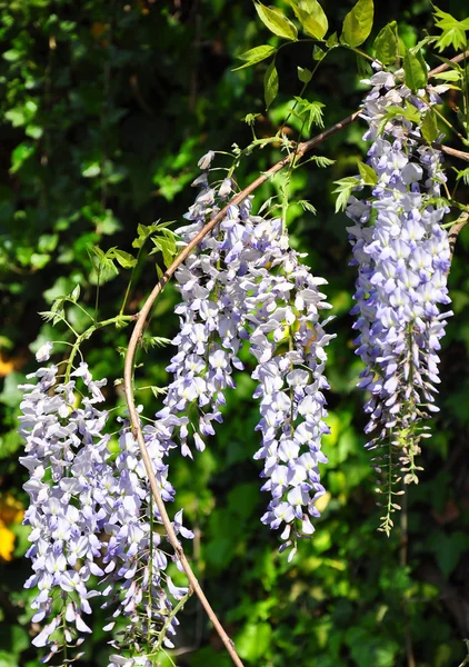 Çin wisteria (Wisteria sinensis) — Stok fotoğraf