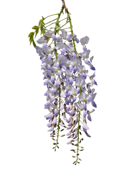 Chinese wisteria (Wisteria sinensis) — Stock Photo, Image