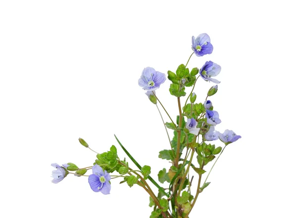 Speedwell smukły (Veronica filiformis) — Zdjęcie stockowe