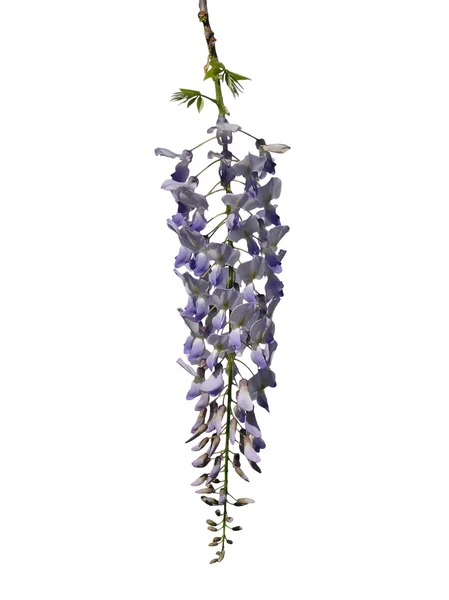 Glicynia chińska (Wisteria sinensis) — Zdjęcie stockowe