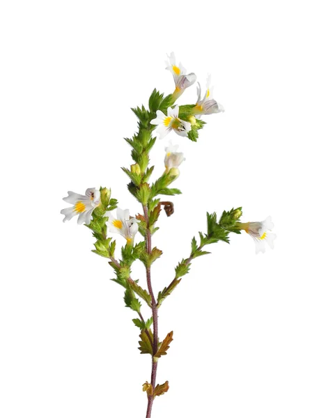 Eyebright (Euphrasia officinalis)