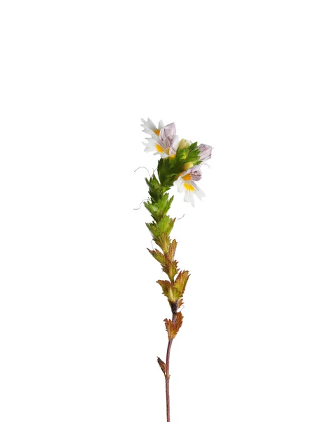Heřmánku (Euphrasia officinalis) — Stock fotografie