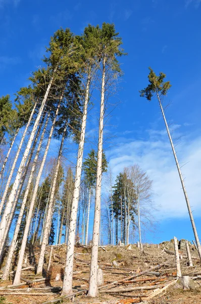 Rensa skära — Stockfoto