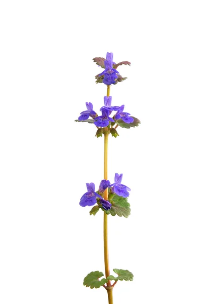 Hiedra terrestre (Glechoma hederacea ) —  Fotos de Stock