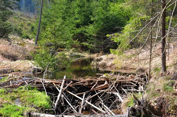 Beaver dam — Stock Photo, Image