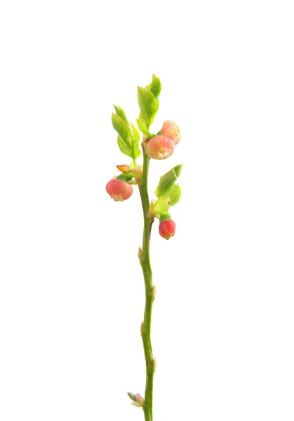 Blommande blåbär (vaccinium myrtillus) — Stockfoto