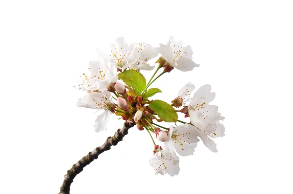 Kvetoucí třešně (prunus avium) — Stock fotografie