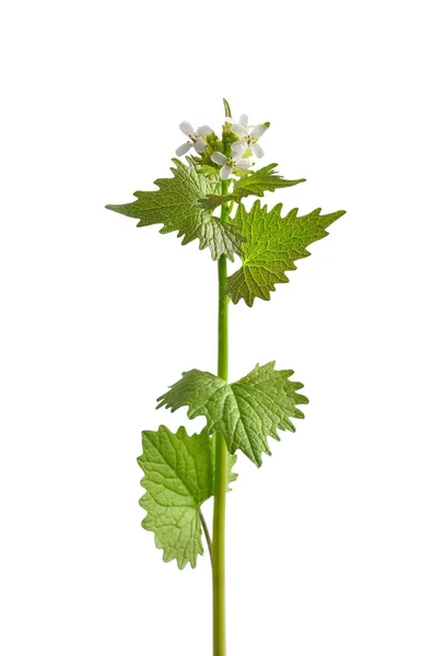 Mostaza de ajo (Alliaria petiolata) —  Fotos de Stock