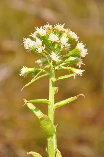 White butterbur (Petasites albus) — Stock Photo, Image