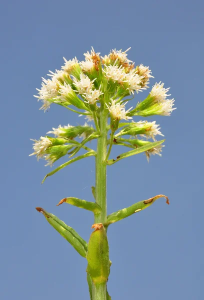 White butterbur (Petasites albus) — Stock Photo, Image